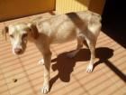 Findus sucht Zuhause