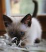 Siam Kitten entwurmt und geimpft