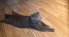 Bkh Mix Kater zum verkaufen