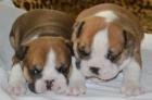 Englische Bulldogge Welpen mit Stammbaum