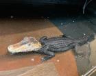 0. 1 Paleosuchus Palpebrosus Brauen Glattstirn Kaiman aus 2014