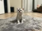 Fünf gesunde süße BKH- Kitten suchen ein neues Zuhause.