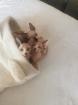 Reinrassige Kanadische Sphynx Kitten mit blauen augen