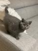 Britisch Kurz Haar BHK Kitten Kater