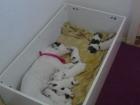 Jack-Russel-Mix Welpen