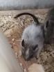 3 gescheckte Degus zu vermitteln