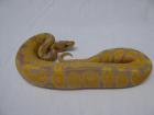 1. 0 - Coral Glow 100 het Piebald CB 2022