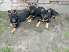 Australien Cattle Dog x Australien Kelpie Welpen Mischlinge