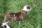 Continental Bulldogs vom Rhönkennel