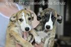 Whippet Welpen mit VDH-Papieren abzugeben