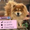 Taowu m Chow Chow 3 Jahre 50cm Slowakei NB