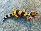 Leopardgecko Eublepharis macularius NZ 2022