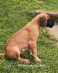 Deutsche Doggen von der Rhön Welpen