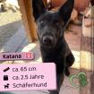 Katana w deutsche Schäferhündin 2 5 Jahre 65 cm Slowakei