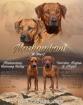 Rhodesian Ridgeback Welpen Oktober 2022 vom Züchter