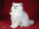 Perser und Exotic-Kitten in silver und chinchilla