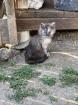 Katzenjunges abzugeben
