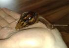 Achat Schnecken abzugeben achatina fulica