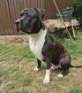 Pit Bull Rüde sucht neues Zuhause