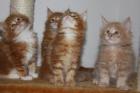 Traumhafte Maine-Coon-Kitten suchen neue Dosenöffner