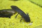 Axolotl natur und albino Ambystoma mexicanum