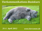 Kurs Tierkommunikation Bremen 31. 03. - 01. 04. 2022
