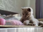 Scottish fold Mädchen Jungs