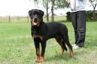Rottweilerrüde 7 Monate