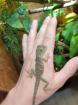 Grüne Wasseragame