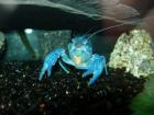 Diverse Fische blauer Florida-Krebs Nanobecken