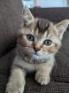 BKH Kitten abgabebereit