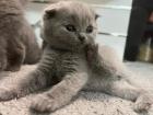Scottish Fold Kitten