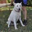 White / Status sucht ein Zuhause