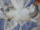 Ragdoll Babys in besten Hände