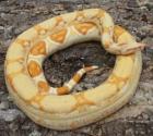 Boa constrictor albino sharp line DNZ 2022 ab 400 -Euro