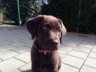 Labrador Weib. Schokobraun