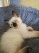 Thai Kitten Siam Kitten
