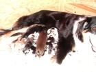 Bildschöne Australian Shepherd Welpen