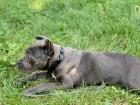 Cane Corso Welpe Reinrassig
