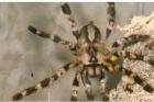 Verpaartes Poecilotheria regalisweibchen