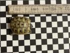 THH und THB griechische Landschildkröten Nachzuchten 2022