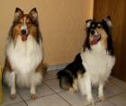 Lassie Colliewelpen unsere Kinder