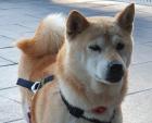 Etsuyo - Shiba Inu Mischling
