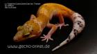 Leopardgeckos aus 2022 abzugeben