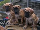 Deutsche Doggen-Welpen in Gelbgestromt
