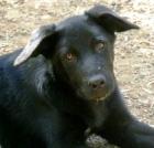 Bobo großes trauriges Hundekind wurde von den anderen Hunden gemobbt