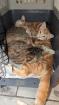 EKH Kitten 4 Monate