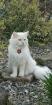 Ragdoll gesunder Deckkater Sepia/Solids Zeichnung creme / red