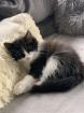 Ragdoll Mix Babykatzen Kitten