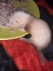 Frettchenbabys